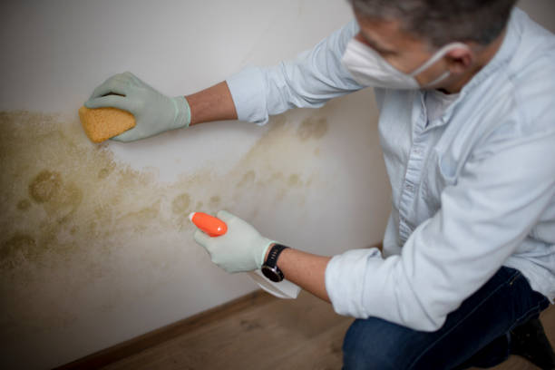 Why You Should Choose Our Mold Remediation Services in Junction City, CA